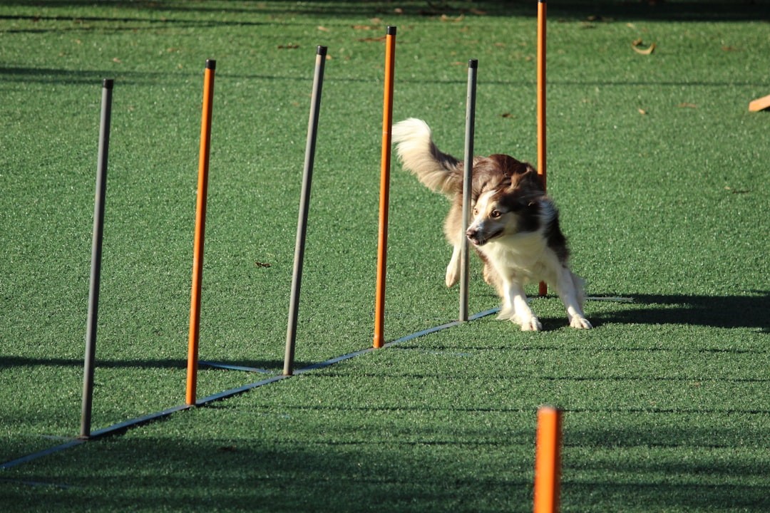 Agility For Reactive Dogs